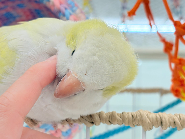 デレた瞬間の爆発的可愛さ💣❤️🔥オキナインコ(アクアブルーパリドイノ) デレた瞬間の爆発的可愛さ💣❤️🔥オキナインコ(アクアブルーパリドイノ)