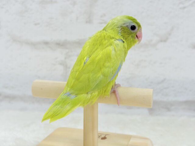 マメルリハ