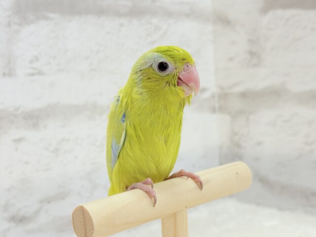 マメルリハ
