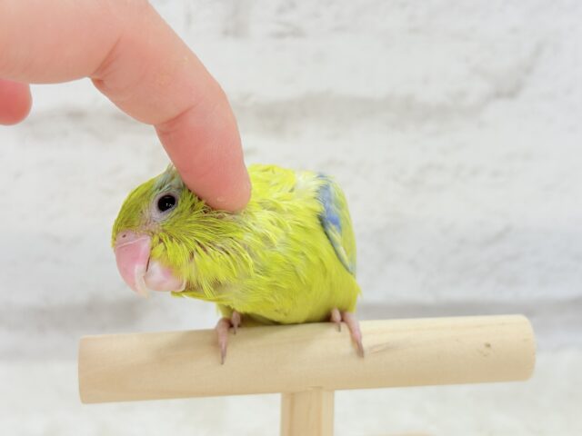 マメルリハ