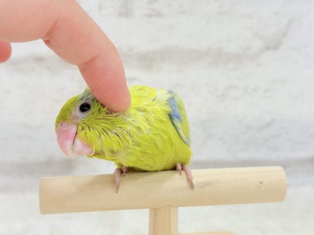 マメルリハ