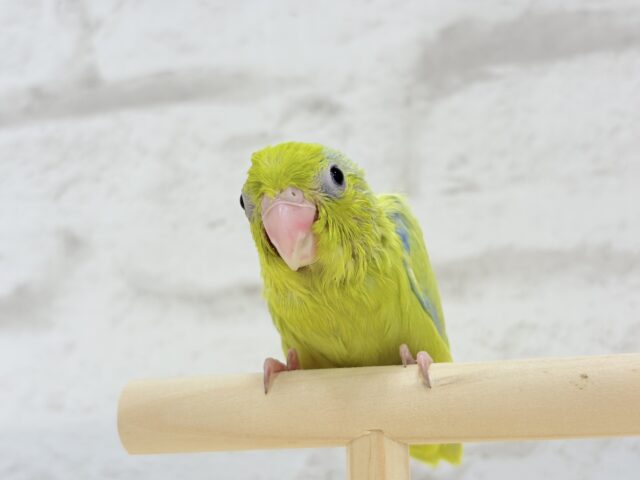 マメルリハ