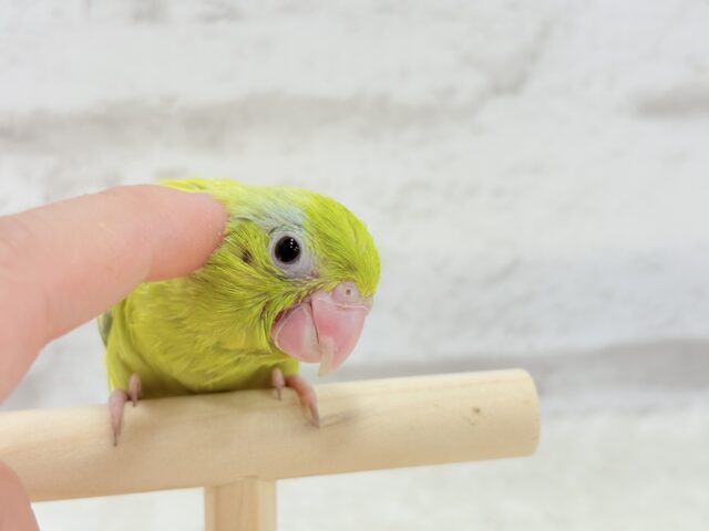 マメルリハ
