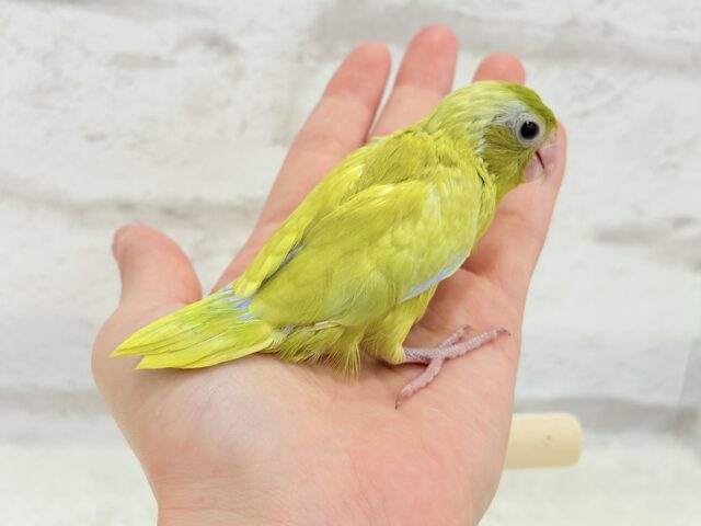 マメルリハ