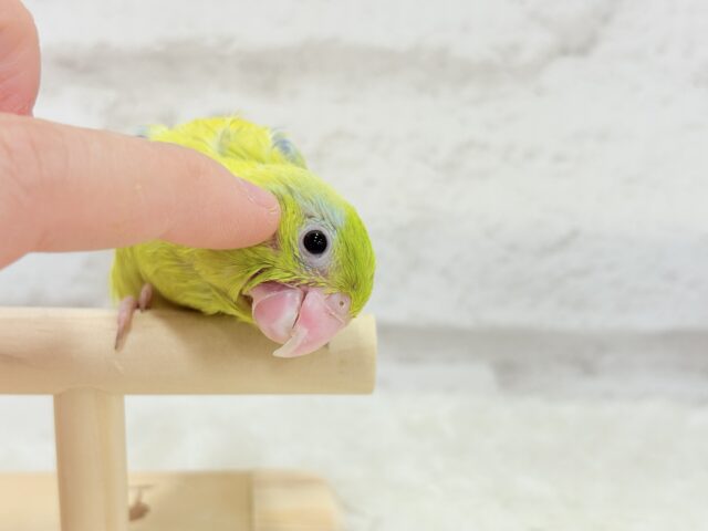 マメルリハ