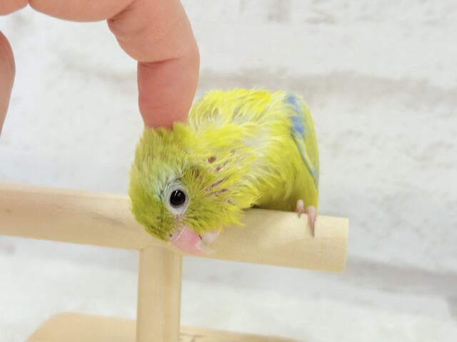 マメルリハ