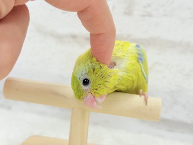 マメルリハ