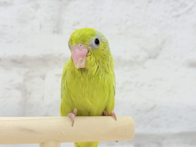マメルリハ