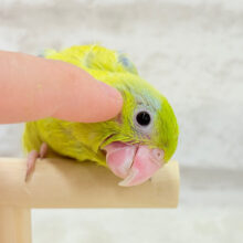 おっとりライムちゃん🐥🍋‍🟩マメルリハ(アメリカンイエロー)男の子