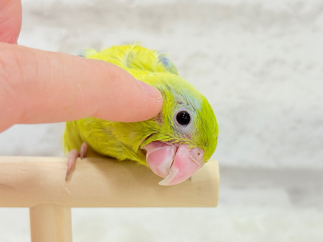 おっとりライムちゃん🐥🍋‍🟩マメルリハ(アメリカンイエロー)男の子
