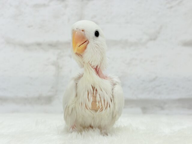 【動画更新🪄】淡々🫧どうなるどうなる?楽しみだ🐣💖コザクラインコ(パリドオパーリンバイオレット) ヒナ コザクラインコ(小桜インコ)