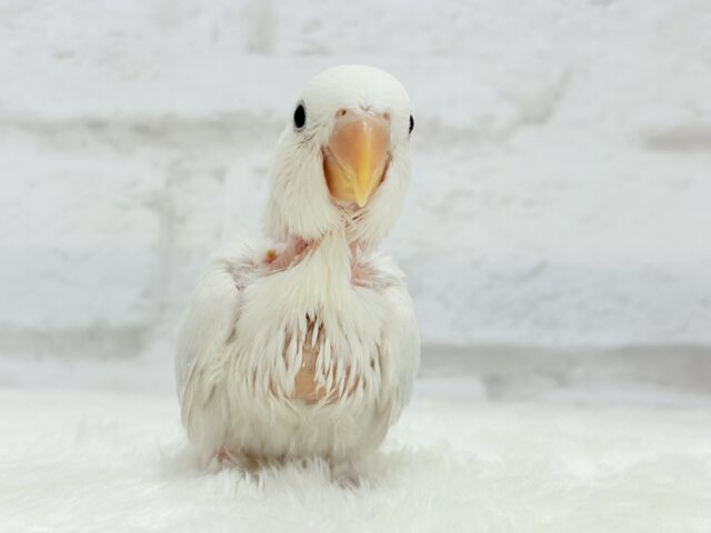 【動画更新🪄】淡々🫧どうなるどうなる?楽しみだ🐣💖コザクラインコ(パリドオパーリンバイオレット) ヒナ コザクラインコ(小桜インコ)