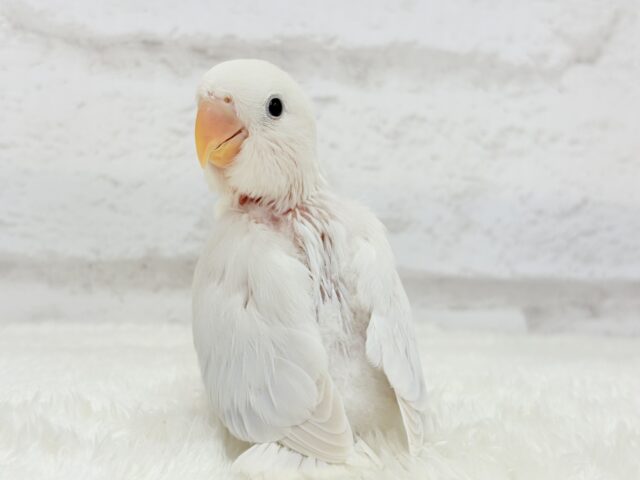 【動画更新🪄】淡々🫧どうなるどうなる?楽しみだ🐣💖コザクラインコ(パリドオパーリンバイオレット) ヒナ コザクラインコ(小桜インコ)