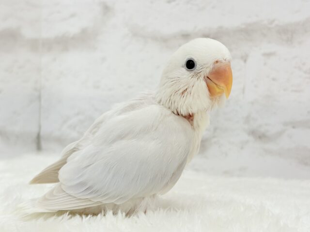 【動画更新🪄】淡々🫧どうなるどうなる?楽しみだ🐣💖コザクラインコ(パリドオパーリンバイオレット) ヒナ コザクラインコ(小桜インコ)