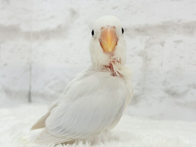 【動画更新🪄】淡々🫧どうなるどうなる?楽しみだ🐣💖コザクラインコ(パリドオパーリンバイオレット) ヒナ コザクラインコ(小桜インコ)