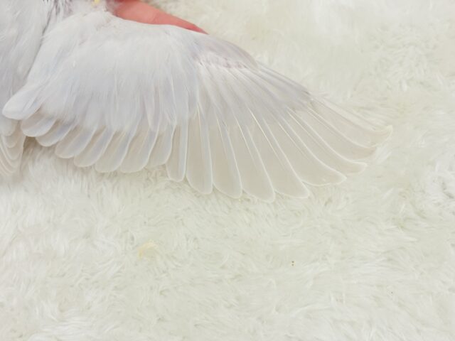 【動画更新🪄】淡々🫧どうなるどうなる?楽しみだ🐣💖コザクラインコ(パリドオパーリンバイオレット) ヒナ コザクラインコ(小桜インコ)