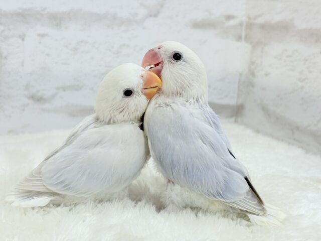 【動画更新🪄】淡々🫧どうなるどうなる?楽しみだ🐣💖コザクラインコ(パリドオパーリンバイオレット) ヒナ コザクラインコ(小桜インコ)