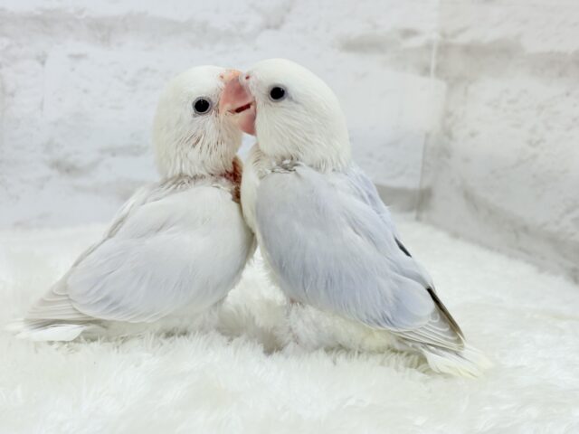 【動画更新🪄】淡々🫧どうなるどうなる?楽しみだ🐣💖コザクラインコ(パリドオパーリンバイオレット) ヒナ コザクラインコ(小桜インコ)