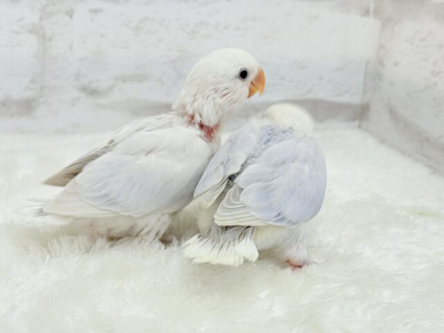 【動画更新🪄】淡々🫧どうなるどうなる?楽しみだ🐣💖コザクラインコ(パリドオパーリンバイオレット) ヒナ コザクラインコ(小桜インコ)