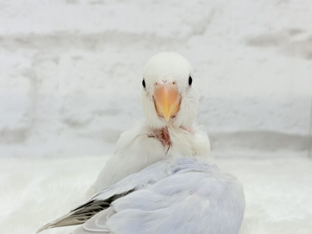 【動画更新🪄】淡々🫧どうなるどうなる?楽しみだ🐣💖コザクラインコ(パリドオパーリンバイオレット) ヒナ コザクラインコ(小桜インコ)