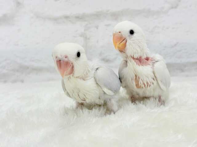 【動画更新🪄】淡々🫧どうなるどうなる?楽しみだ🐣💖コザクラインコ(パリドオパーリンバイオレット) ヒナ コザクラインコ(小桜インコ)
