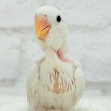 【最新画像更新🪄】淡々🫧どうなるどうなる？楽しみだ🐣💖コザクラインコ(パリドオパーリンバイオレット) ヒナ