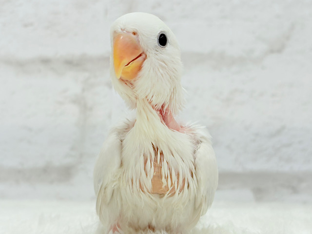 【動画更新🪄】淡々🫧どうなるどうなる?楽しみだ🐣💖コザクラインコ(パリドオパーリンバイオレット) ヒナ 【動画更新🪄】淡々🫧どうなるどうなる?楽しみだ🐣💖コザクラインコ(パリドオパーリンバイオレット) ヒナ
