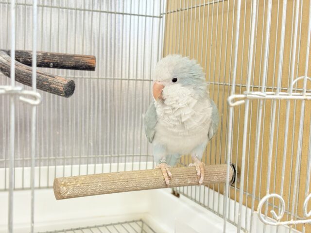 オキナインコ
