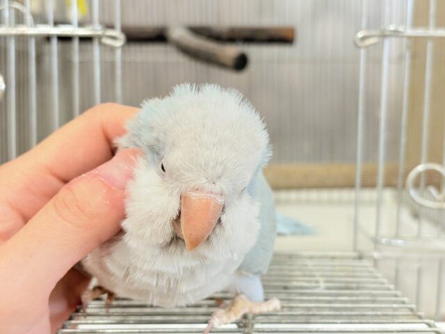 オキナインコ