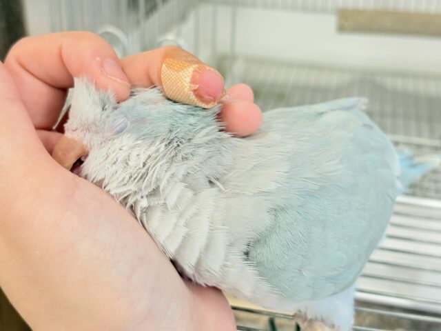 オキナインコ