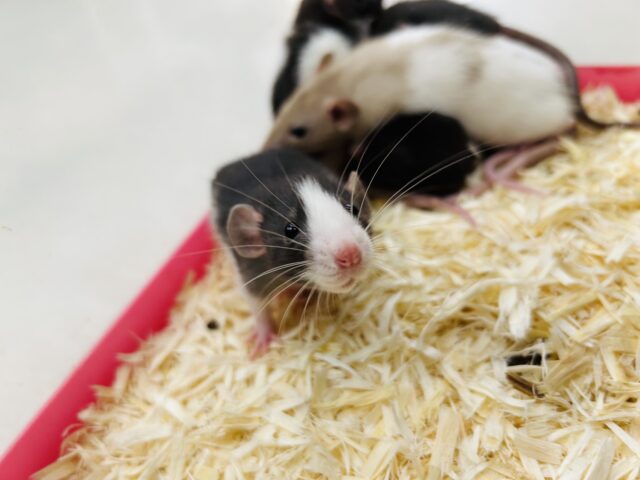 説明画像です