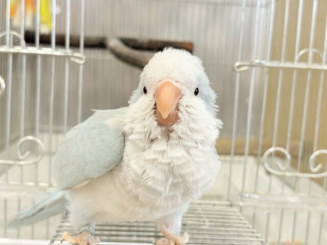オキナインコ