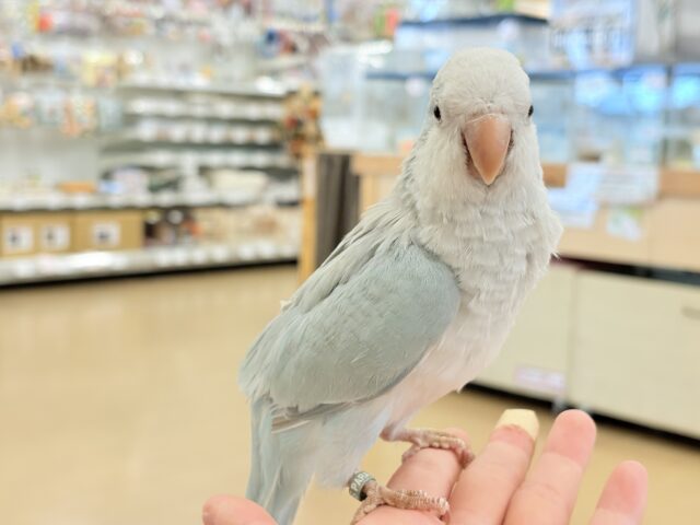 オキナインコ