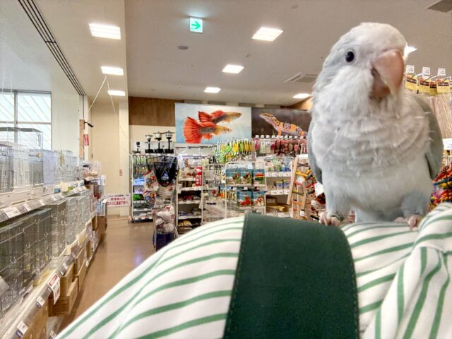 オキナインコ
