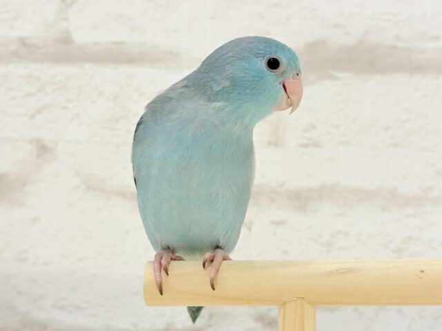 【最新画像更新🪄ひとり餌になりました!】控えめな性格がツボ♥マメルリハ(ブルー) 女の子 ヒナ マメルリハ