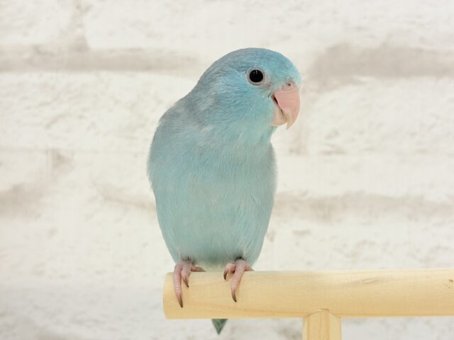 【最新画像更新🪄ひとり餌になりました!】控えめな性格がツボ♥マメルリハ(ブルー) 女の子 ヒナ マメルリハ