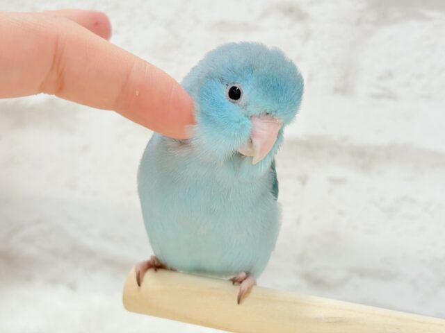 【最新画像更新🪄ひとり餌になりました!】控えめな性格がツボ♥マメルリハ(ブルー) 女の子 ヒナ マメルリハ
