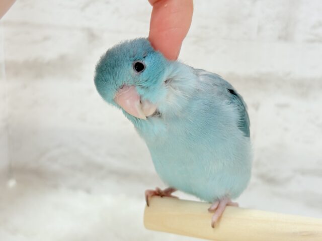 【最新画像更新🪄ひとり餌になりました!】控えめな性格がツボ♥マメルリハ(ブルー) 女の子 ヒナ マメルリハ