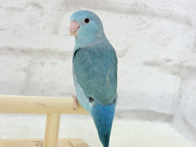 【最新画像更新🪄ひとり餌になりました!】控えめな性格がツボ♥マメルリハ(ブルー) 女の子 ヒナ マメルリハ