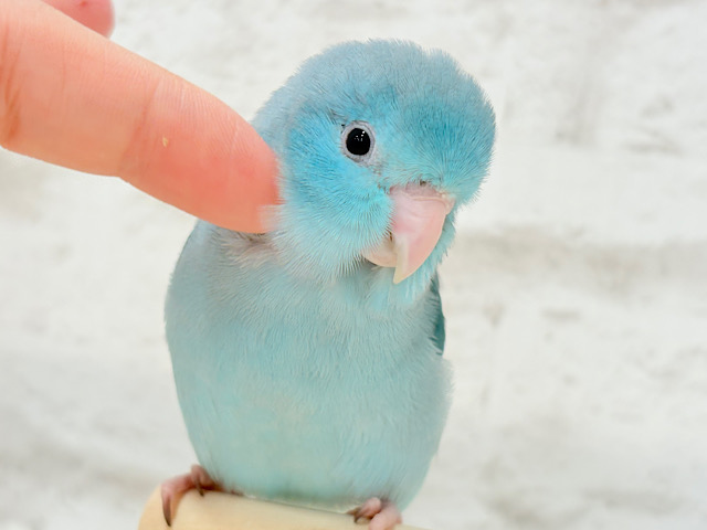 【最新画像更新🪄ひとり餌になりました!】控えめな性格がツボ♥マメルリハ(ブルー) 女の子 ヒナ 【最新画像更新🪄ひとり餌になりました!】控えめな性格がツボ♥マメルリハ(ブルー) 女の子 ヒナ