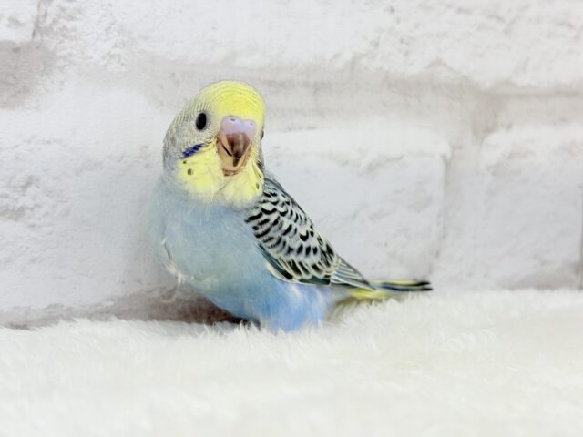 【最新画像更新🪄】気分は常夏🏖🍹セキセイインコ(レインボー) ヒナ セキセイインコ