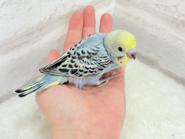 【最新画像更新🪄】気分は常夏🏖🍹セキセイインコ(レインボー) ヒナ セキセイインコ