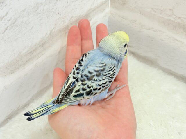 【最新画像更新🪄】気分は常夏🏖🍹セキセイインコ(レインボー) ヒナ セキセイインコ