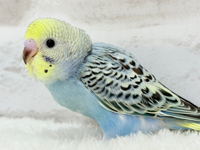 【最新画像更新🪄】気分は常夏🏖🍹セキセイインコ(レインボー) ヒナ 【最新画像更新🪄】気分は常夏🏖🍹セキセイインコ(レインボー) ヒナ