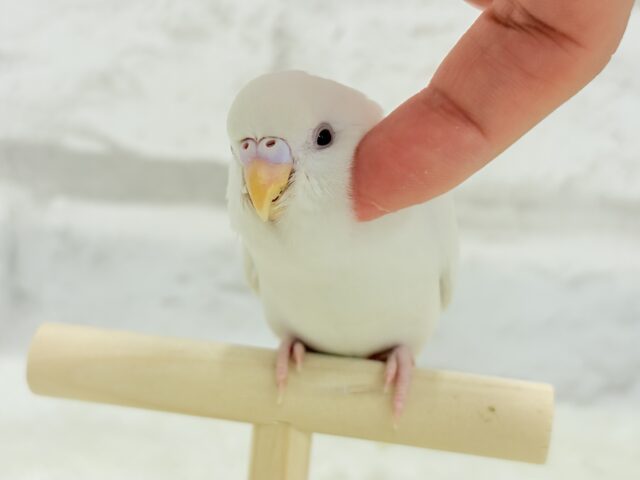 【最新画像更新🪄もうすぐひとり餌☆】キレイな瞳に映る世界は🌎🫧セキセイインコ(アルビノ) ヒナ セキセイインコ