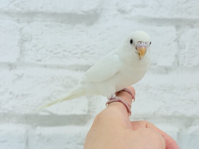 【最新画像更新🪄もうすぐひとり餌☆】キレイな瞳に映る世界は🌎🫧セキセイインコ(アルビノ) ヒナ セキセイインコ