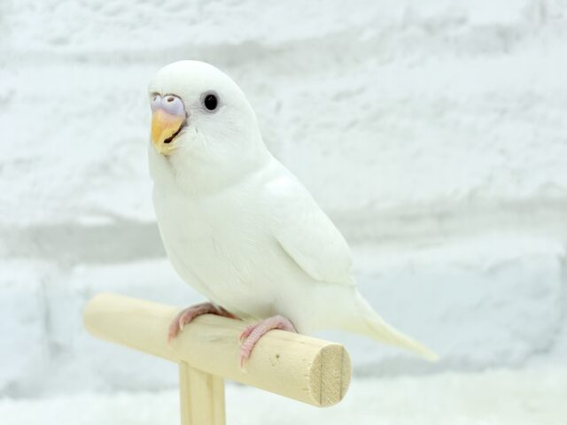 【最新画像更新🪄もうすぐひとり餌☆】キレイな瞳に映る世界は🌎🫧セキセイインコ(アルビノ) ヒナ セキセイインコ