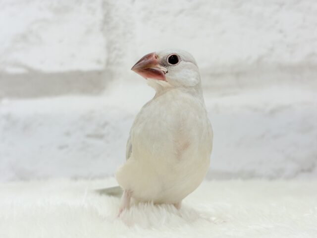 【最新画像更新🪄】おてての中で寝ちゃいます.*・゚シルバー文鳥 ヒナ シルバー文鳥