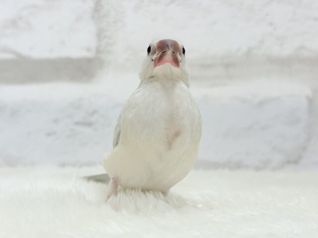 【最新画像更新🪄】おてての中で寝ちゃいます.*・゚シルバー文鳥 ヒナ シルバー文鳥