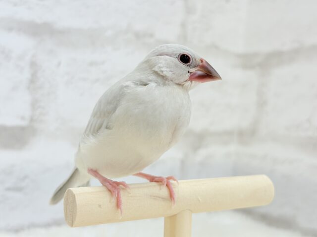 【最新画像更新🪄】おてての中で寝ちゃいます.*・゚シルバー文鳥 ヒナ シルバー文鳥